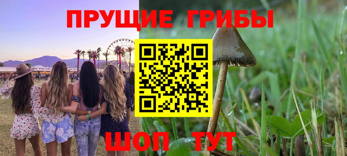 Псилоцибиновые грибы Cubensis Кулебаки